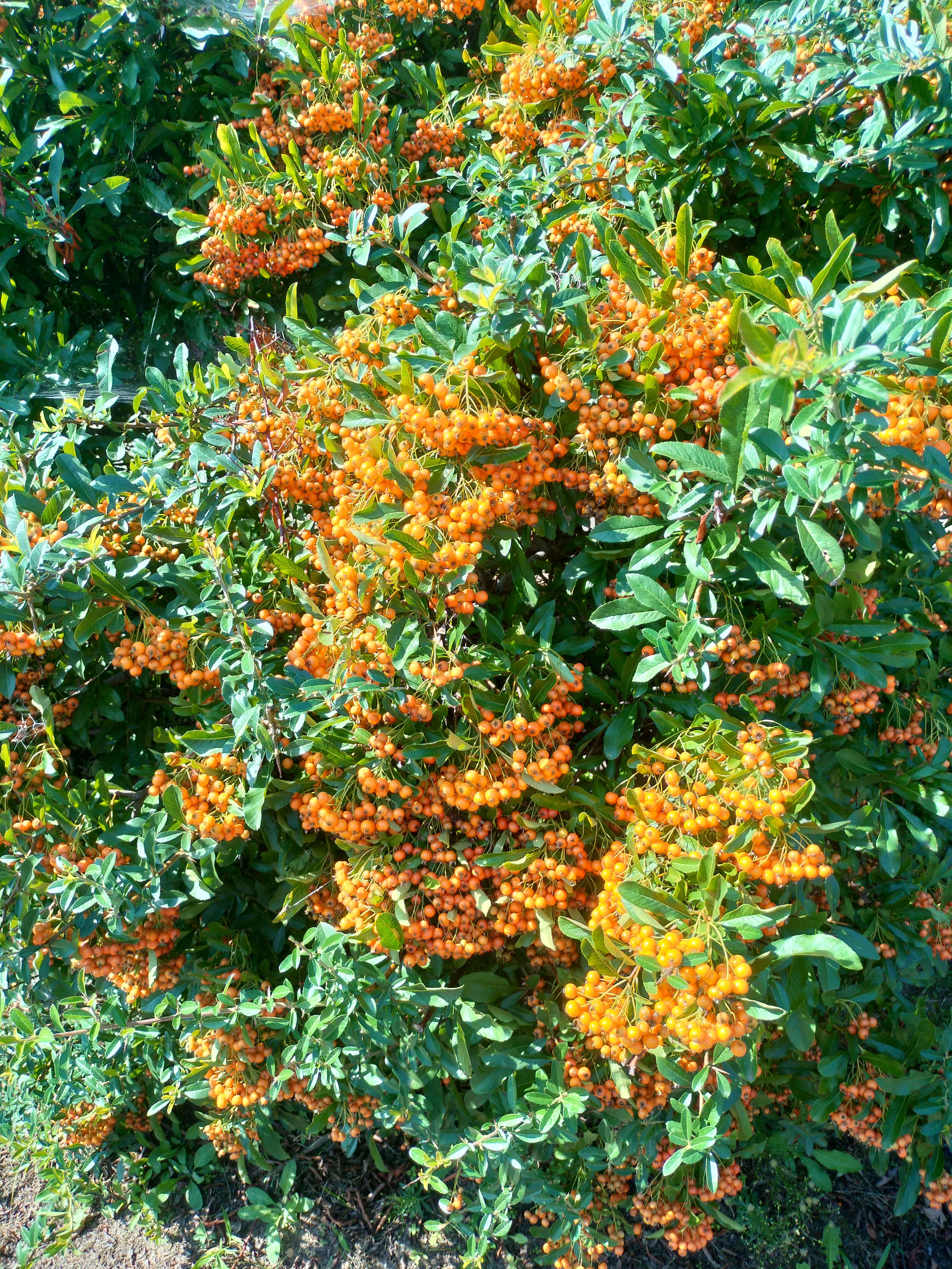 Yellow Flower Shrubs